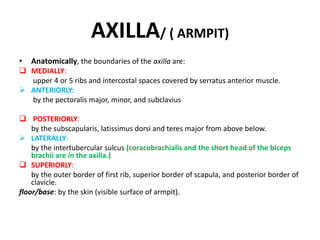 AXILLA/ ( ARMPIT)
• Anatomically, the boundaries of the axilla are:
 MEDIALLY:
upper 4 or 5 ribs and intercostal spaces covered by serratus anterior muscle.
 ANTERIORLY:
by the pectoralis major, minor, and subclavius
 POSTERIORLY:
by the subscapularis, latissimus dorsi and teres major from above below.
 LATERALLY:
by the intertubercular sulcus (coracobrachialis and the short head of the biceps
brachii are in the axilla.)
 SUPERIORLY:
by the outer border of first rib, superior border of scapula, and posterior border of
clavicle.
floor/base: by the skin (visible surface of armpit).
 