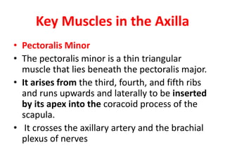 Key Muscles in the Axilla
• Pectoralis Minor
• The pectoralis minor is a thin triangular
muscle that lies beneath the pectoralis major.
• It arises from the third, fourth, and fifth ribs
and runs upwards and laterally to be inserted
by its apex into the coracoid process of the
scapula.
• It crosses the axillary artery and the brachial
plexus of nerves
 