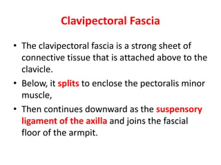 Clavipectoral Fascia
• The clavipectoral fascia is a strong sheet of
connective tissue that is attached above to the
clavicle.
• Below, it splits to enclose the pectoralis minor
muscle,
• Then continues downward as the suspensory
ligament of the axilla and joins the fascial
floor of the armpit.
 