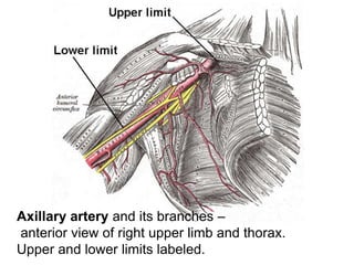 Axillary artery and its branches –
anterior view of right upper limb and thorax.
Upper and lower limits labeled.
 
