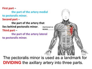 The pectoralis minor is used as a landmark for
DIVIDING the axillary artery into three parts.
First part –
the part of the artery medial
to pectoralis minor.
Second part –
the part of the artery that
lies behind pectoralis minor.
Third part –
the part of the artery lateral
to pectoralis minor.
 