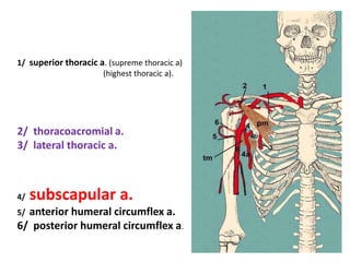 1/ superior thoracic a. (supreme thoracic a)
(highest thoracic a).
2/ thoracoacromial a.
3/ lateral thoracic a.
4/ subscapular a.
5/ anterior humeral circumflex a.
6/ posterior humeral circumflex a.
 