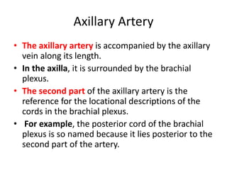 Axillary Artery
• The axillary artery is accompanied by the axillary
vein along its length.
• In the axilla, it is surrounded by the brachial
plexus.
• The second part of the axillary artery is the
reference for the locational descriptions of the
cords in the brachial plexus.
• For example, the posterior cord of the brachial
plexus is so named because it lies posterior to the
second part of the artery.
 