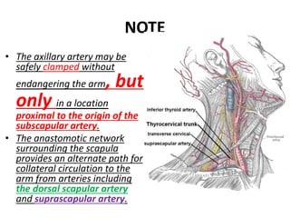 NOTE
• The axillary artery may be
safely clamped without
endangering the arm, but
only in a location
proximal to the origin of the
subscapular artery.
• The anastomotic network
surrounding the scapula
provides an alternate path for
collateral circulation to the
arm from arteries including
the dorsal scapular artery
and suprascapular artery.
 