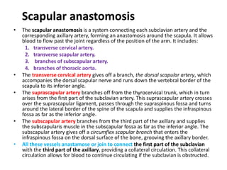 Scapular anastomosis
• The scapular anastomosis is a system connecting each subclavian artery and the
corresponding axillary artery, forming an anastomosis around the scapula. It allows
blood to flow past the joint regardless of the position of the arm. It includes:
1. transverse cervical artery.
2. transverse scapular artery.
3. branches of subscapular artery.
4. branches of thoracic aorta.
• The transverse cervical artery gives off a branch, the dorsal scapular artery, which
accompanies the dorsal scapular nerve and runs down the vertebral border of the
scapula to its inferior angle.
• The suprascapular artery branches off from the thyrocervical trunk, which in turn
arises from the first part of the subclavian artery. This suprascapular artery crosses
over the suprascapular ligament, passes through the supraspinous fossa and turns
around the lateral border of the spine of the scapula and supplies the infraspinous
fossa as far as the inferior angle.
• The subscapular artery branches from the third part of the axillary and supplies
the subscapularis muscle in the subscapular fossa as far as the inferior angle. The
subscapular artery gives off a circumflex scapular branch that enters the
infraspinous fossa on the dorsal surface of the bone, grooving the axillary border.
• All these vessels anastamose or join to connect the first part of the subclavian
with the third part of the axillary, providing a collateral circulation. This collateral
circulation allows for blood to continue circulating if the subclavian is obstructed.
 