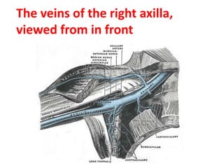 The veins of the right axilla,
viewed from in front
 