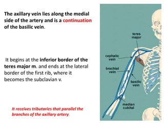 The axillary vein lies along the medial
side of the artery and is a continuation
of the basilic vein.
It begins at the inferior border of the
teres major m. and ends at the lateral
border of the first rib, where it
becomes the subclavian v.
It receives tributaries that parallel the
branches of the axillary artery.
 