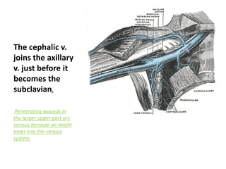 The cephalic v.
joins the axillary
v. just before it
becomes the
subclavian.
Penetrating wounds in
the larger upper part are
serious because air might
enter into the venous
system.
 