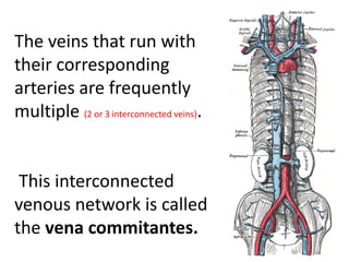 The veins that run with
their corresponding
arteries are frequently
multiple (2 or 3 interconnected veins).
This interconnected
venous network is called
the vena commitantes.
 
