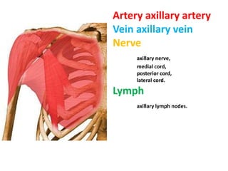 Artery axillary artery
Vein axillary vein
Nerve
axillary nerve,
medial cord,
posterior cord,
lateral cord.
Lymph
axillary lymph nodes.
 