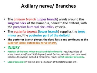 Axillary nerve/ Branches
• The anterior branch (upper branch) winds around the
surgical neck of the humerus, beneath the deltoid, with
the posterior humeral circumflex vessels.
• The posterior branch (lower branch) supplies the teres
minor and the posterior part of the deltoid.
• The posterior branch pierces the deep fascia and continues as the
superior lateral cutaneous nerve of arm.
• INJURY
• Paralysis of the teres minor muscle and deltoid muscle , resulting in loss of
abduction of arm (from 15-90 degrees), weak flexion, extension, and rotation of
shoulder. Paralysis of Deltiod & Teres minor results in Flat shoulder deformity.
• Loss of sensation in the skin over a small part of the lateral upper arm.
 
