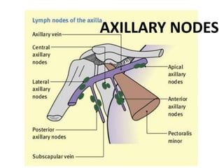 AXILLARY NODES
 