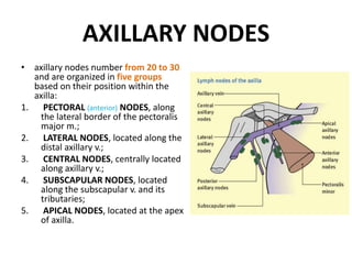 AXILLARY NODES
• axillary nodes number from 20 to 30
and are organized in five groups
based on their position within the
axilla:
1. PECTORAL (anterior) NODES, along
the lateral border of the pectoralis
major m.;
2. LATERAL NODES, located along the
distal axillary v.;
3. CENTRAL NODES, centrally located
along axillary v.;
4. SUBSCAPULAR NODES, located
along the subscapular v. and its
tributaries;
5. APICAL NODES, located at the apex
of axilla.
 