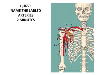 QUIZZE
NAME THE LABLED
ARTERIES
2 MINUTES
 