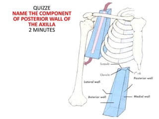 QUIZZE
NAME THE COMPONENT
OF POSTERIOR WALL OF
THE AXILLA
2 MINUTES
 