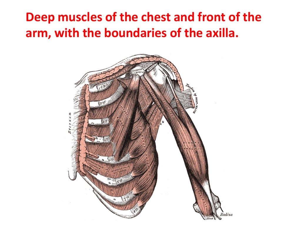 Pectoralis Major анатомия