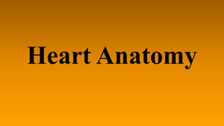 Heart Anatomy
 