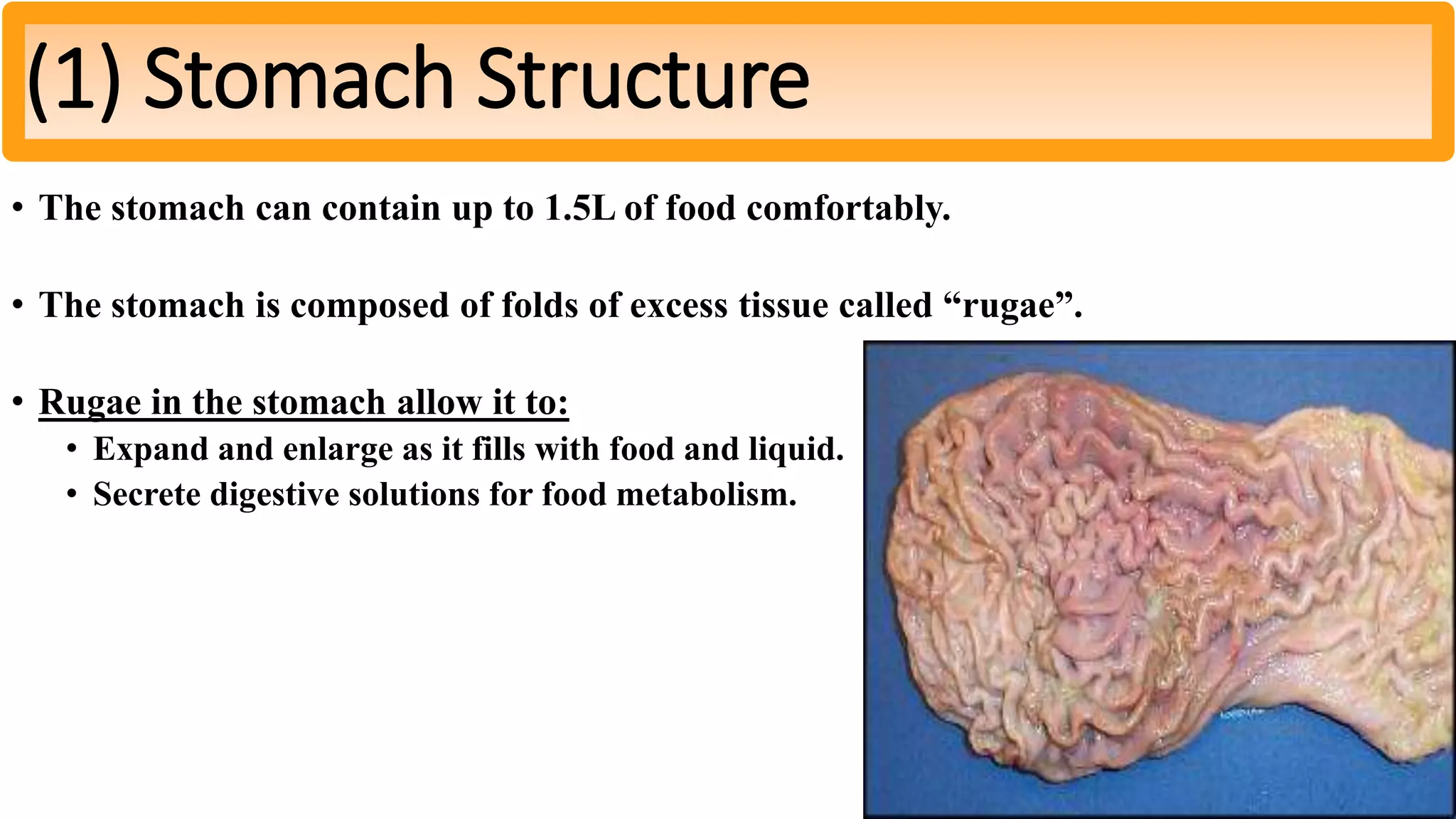 • The stomach can contain up to 1.5L of food comfortably.
• The stomach is composed of folds of excess tissue called “rugae”.
• Rugae in the stomach allow it to:
• Expand and enlarge as it fills with food and liquid.
• Secrete digestive solutions for food metabolism.
(1) Stomach Structure
 
