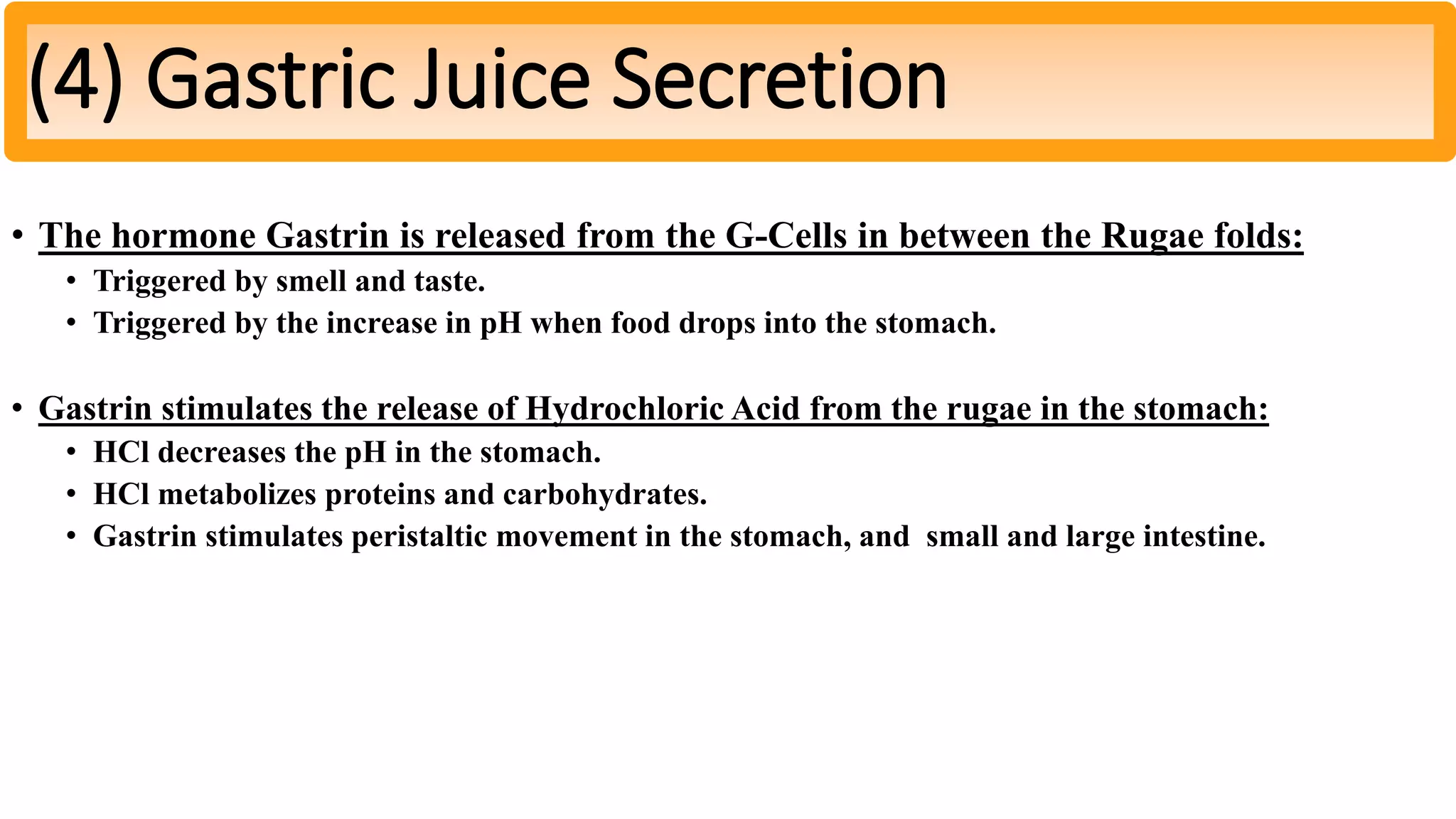 • The hormone Gastrin is released from the G-Cells in between the Rugae folds:
• Triggered by smell and taste.
• Triggered by the increase in pH when food drops into the stomach.
• Gastrin stimulates the release of Hydrochloric Acid from the rugae in the stomach:
• HCl decreases the pH in the stomach.
• HCl metabolizes proteins and carbohydrates.
• Gastrin stimulates peristaltic movement in the stomach, and small and large intestine.
(4) Gastric Juice Secretion
 