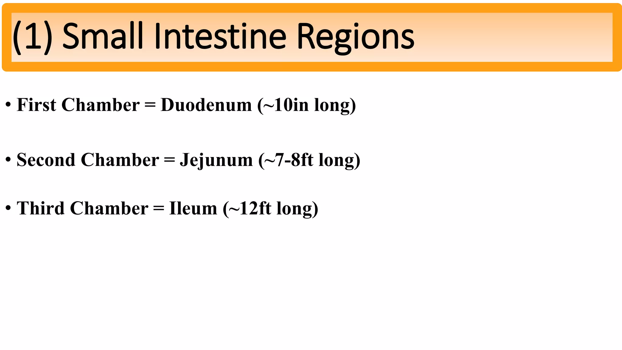 • First Chamber = Duodenum (~10in long)
• Second Chamber = Jejunum (~7-8ft long)
• Third Chamber = Ileum (~12ft long)
(1) Small Intestine Regions
 