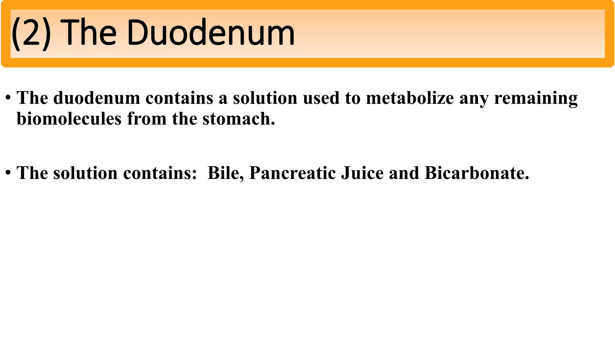 • The duodenum contains a solution used to metabolize any remaining
biomolecules from the stomach.
• The solution contains: Bile, Pancreatic Juice and Bicarbonate.
(2) The Duodenum
 