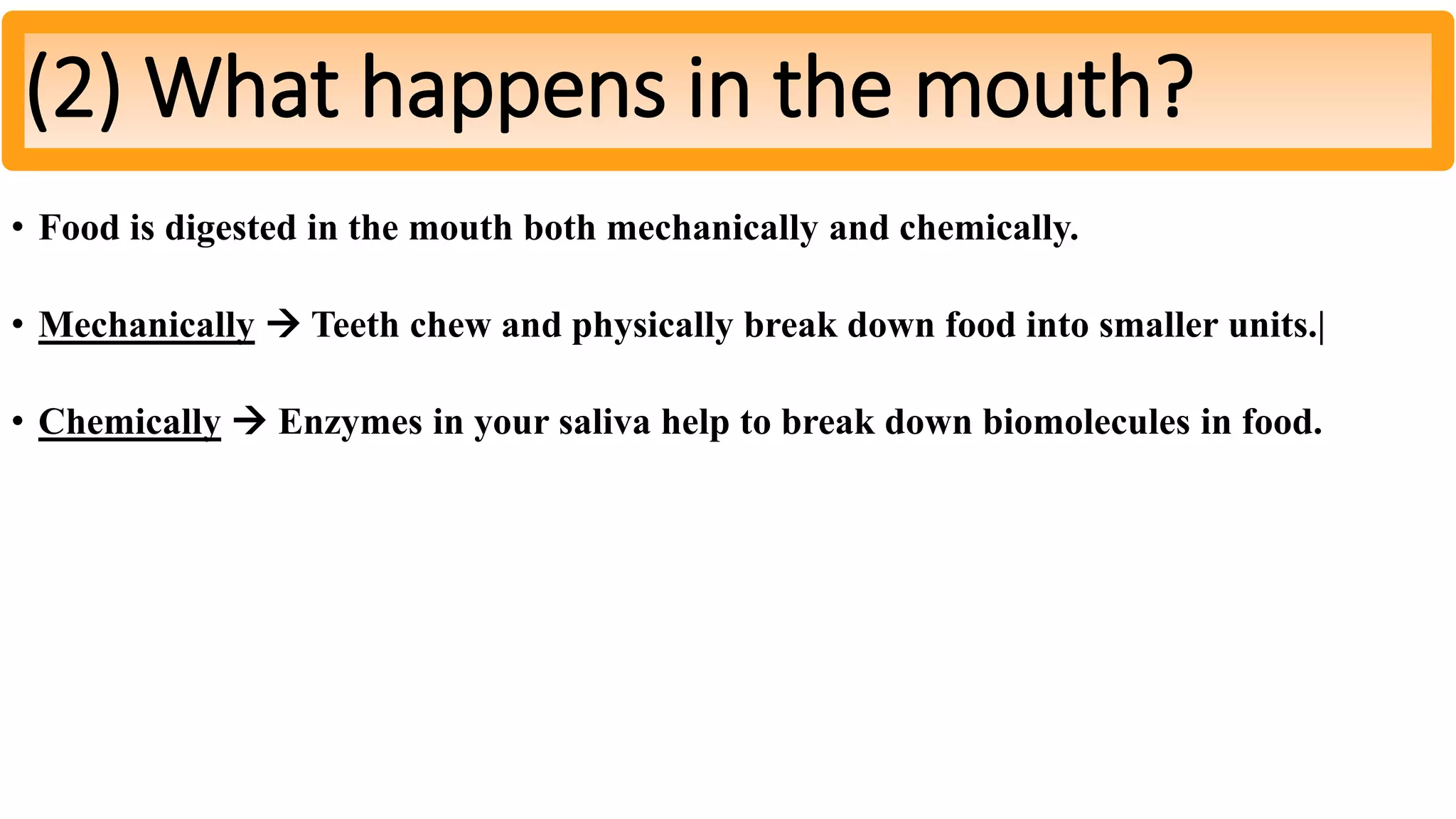 • Food is digested in the mouth both mechanically and chemically.
• Mechanically  Teeth chew and physically break down food into smaller units.|
• Chemically  Enzymes in your saliva help to break down biomolecules in food.
(2) What happens in the mouth?
 