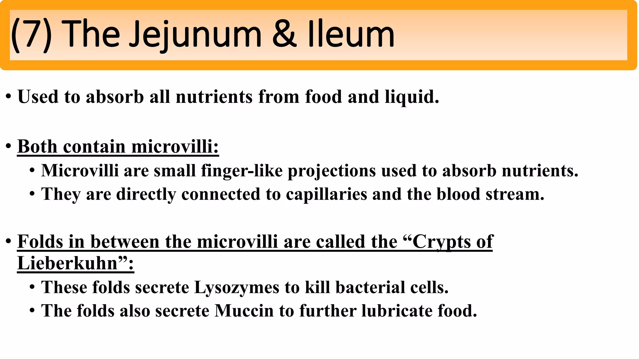 • Used to absorb all nutrients from food and liquid.
• Both contain microvilli:
• Microvilli are small finger-like projections used to absorb nutrients.
• They are directly connected to capillaries and the blood stream.
• Folds in between the microvilli are called the “Crypts of
Lieberkuhn”:
• These folds secrete Lysozymes to kill bacterial cells.
• The folds also secrete Muccin to further lubricate food.
(7) The Jejunum & Ileum
 