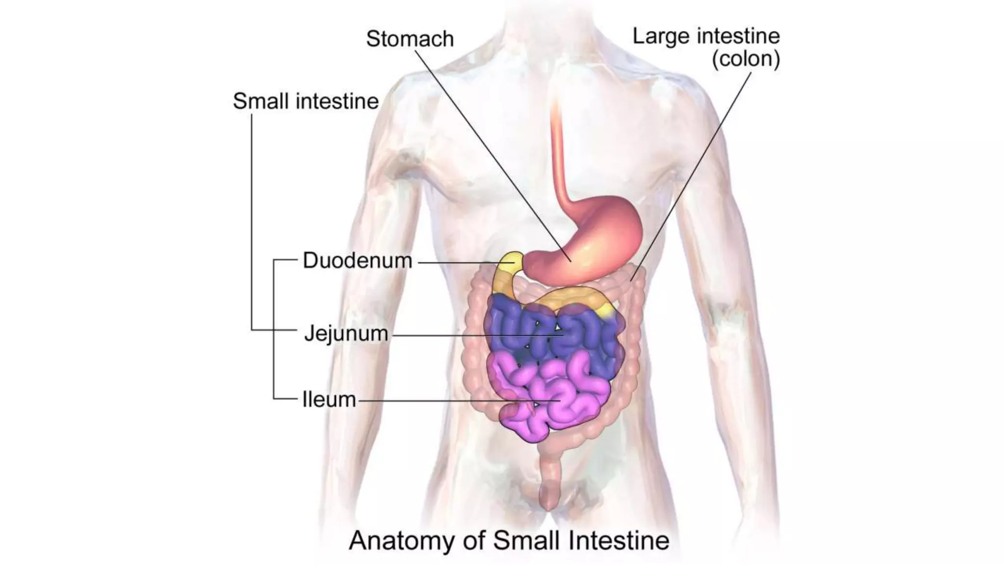 Anatomy-Bad Fish Unit: Digestion Notes
