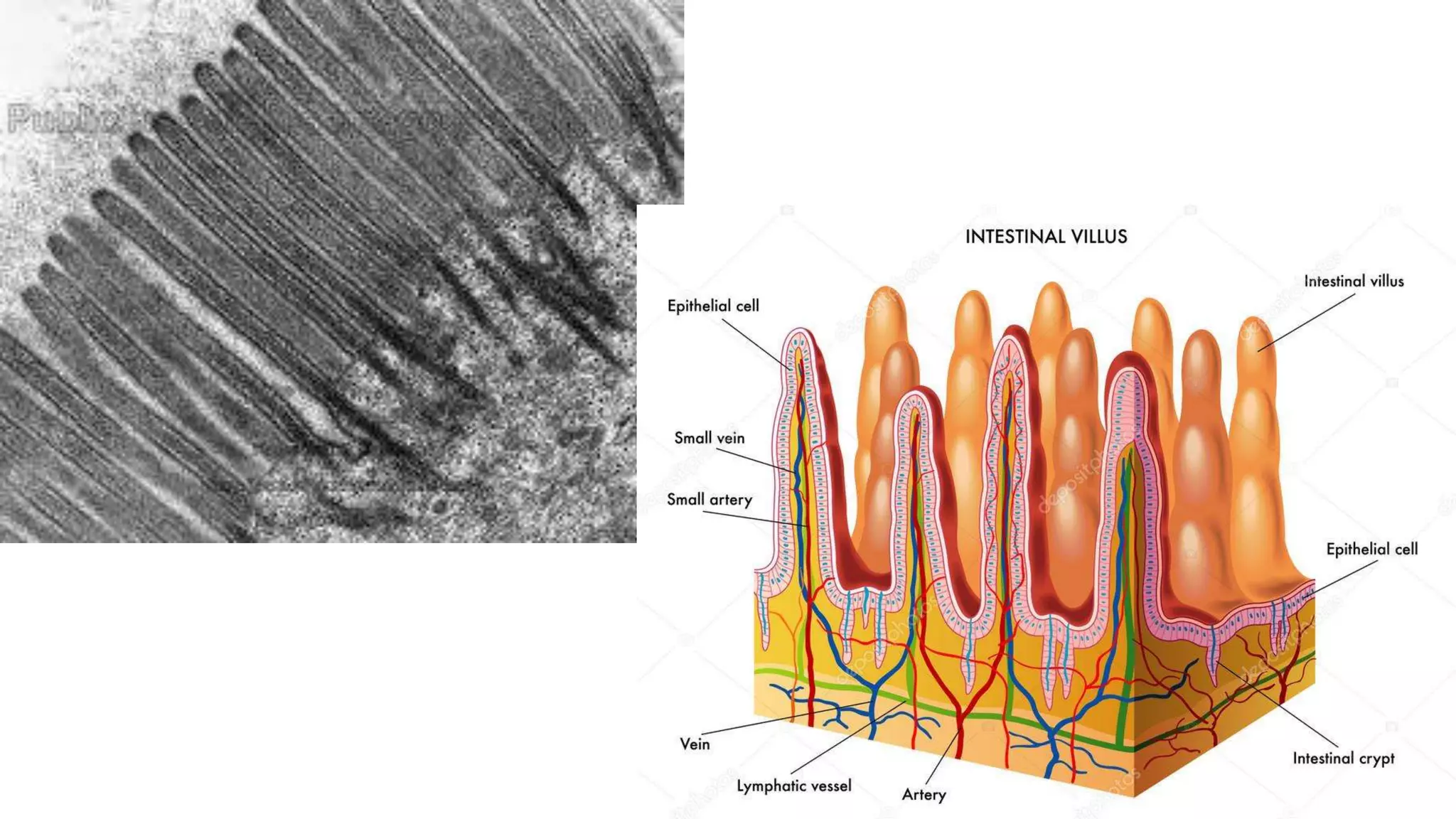 Anatomy-Bad Fish Unit: Digestion Notes