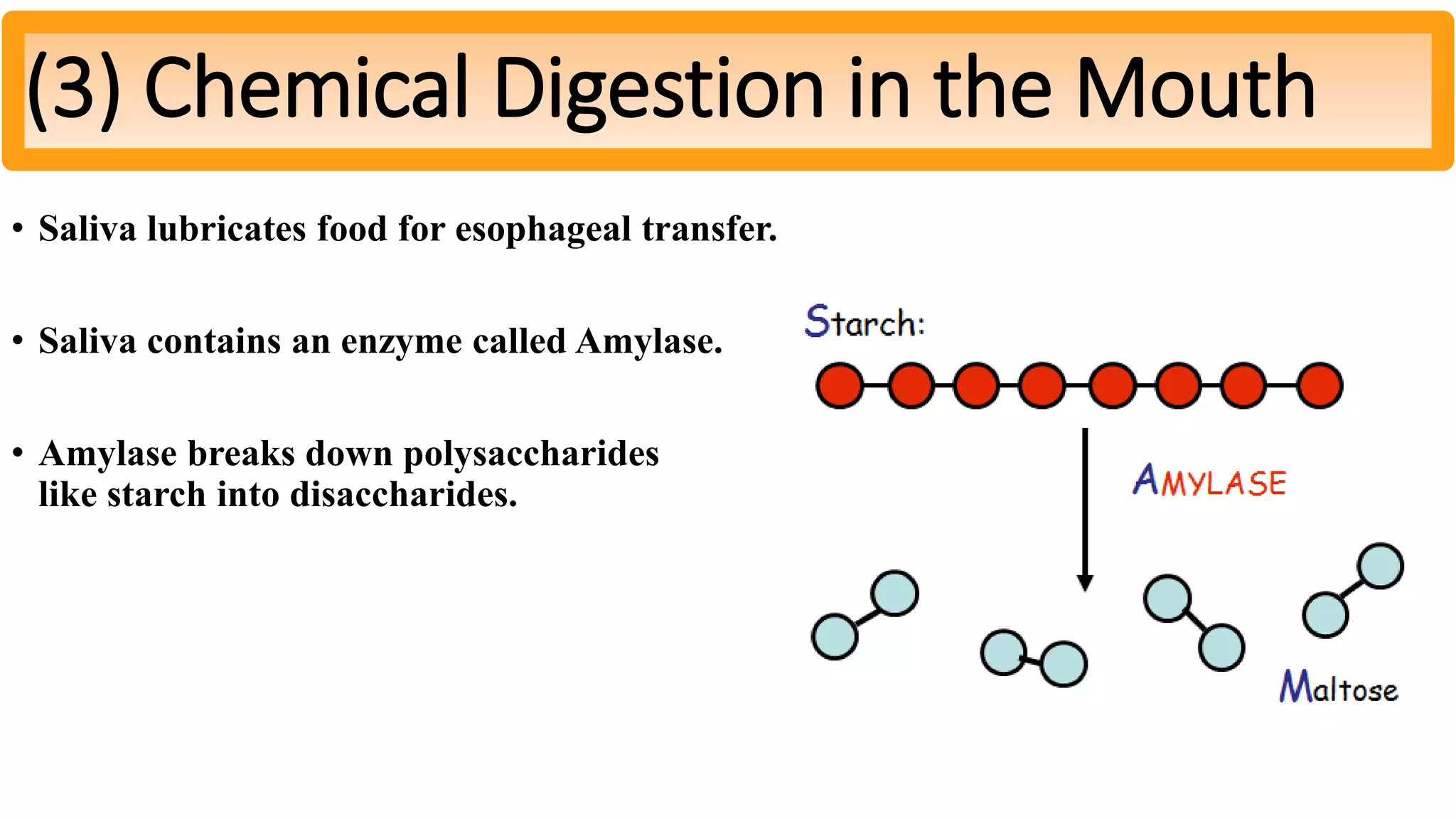 • Saliva lubricates food for esophageal transfer.
• Saliva contains an enzyme called Amylase.
• Amylase breaks down polysaccharides
like starch into disaccharides.
(3) Chemical Digestion in the Mouth
 