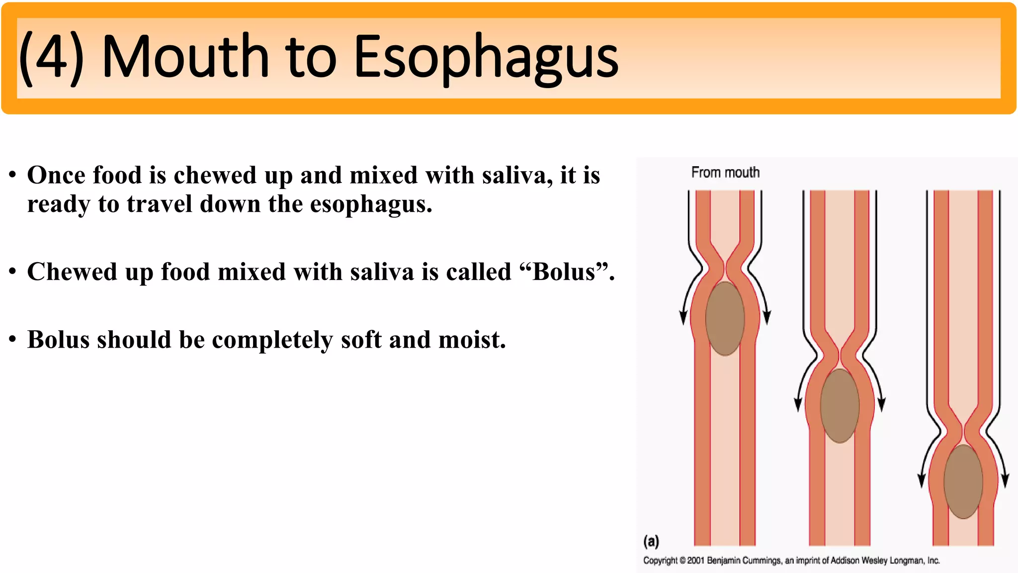 • Once food is chewed up and mixed with saliva, it is
ready to travel down the esophagus.
• Chewed up food mixed with saliva is called “Bolus”.
• Bolus should be completely soft and moist.
(4) Mouth to Esophagus
 