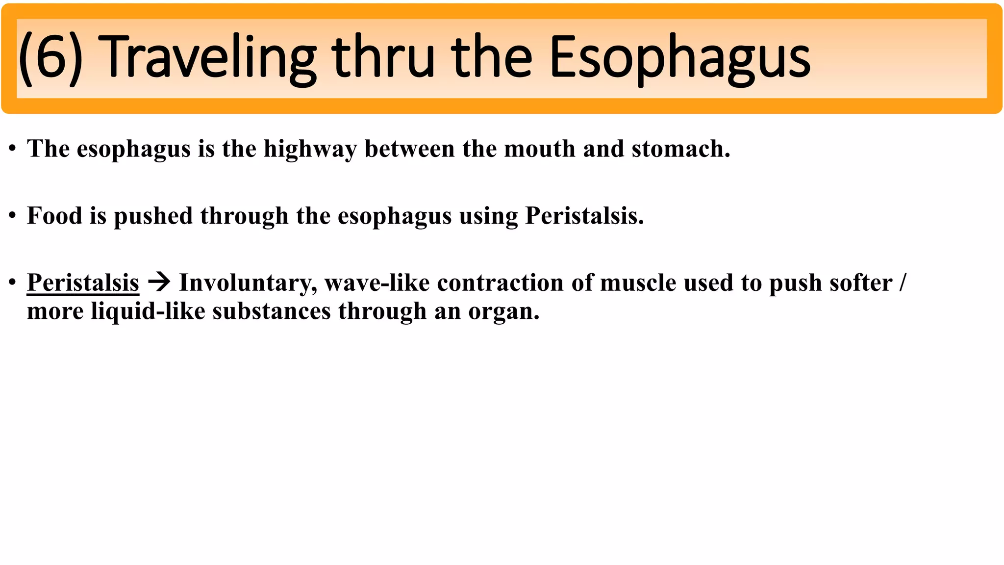 • The esophagus is the highway between the mouth and stomach.
• Food is pushed through the esophagus using Peristalsis.
• Peristalsis  Involuntary, wave-like contraction of muscle used to push softer /
more liquid-like substances through an organ.
(6) Traveling thru the Esophagus
 