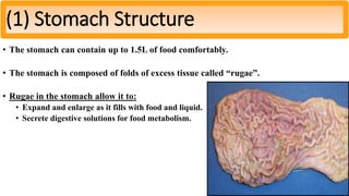 • The stomach can contain up to 1.5L of food comfortably.
• The stomach is composed of folds of excess tissue called “rugae”.
• Rugae in the stomach allow it to:
• Expand and enlarge as it fills with food and liquid.
• Secrete digestive solutions for food metabolism.
(1) Stomach Structure
 