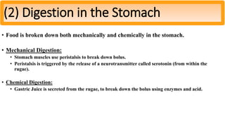 • Food is broken down both mechanically and chemically in the stomach.
• Mechanical Digestion:
• Stomach muscles use peristalsis to break down bolus.
• Peristalsis is triggered by the release of a neurotransmitter called serotonin (from within the
rugae).
• Chemical Digestion:
• Gastric Juice is secreted from the rugae, to break down the bolus using enzymes and acid.
(2) Digestion in the Stomach
 