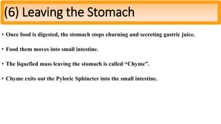 • Once food is digested, the stomach stops churning and secreting gastric juice.
• Food them moves into small intestine.
• The liquefied mass leaving the stomach is called “Chyme”.
• Chyme exits out the Pyloric Sphincter into the small intestine.
(6) Leaving the Stomach
 