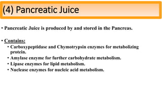• Pancreatic Juice is produced by and stored in the Pancreas.
• Contains:
• Carboxypeptidase and Chymotrypsin enzymes for metabolizing
protein.
• Amylase enzyme for further carbohydrate metabolism.
• Lipase enzymes for lipid metabolism.
• Nuclease enzymes for nucleic acid metabolism.
(4) Pancreatic Juice
 