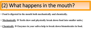 • Food is digested in the mouth both mechanically and chemically.
• Mechanically  Teeth chew and physically break down food into smaller units.|
• Chemically  Enzymes in your saliva help to break down biomolecules in food.
(2) What happens in the mouth?
 