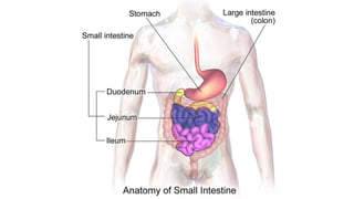Anatomy-Bad Fish Unit: Digestion Notes