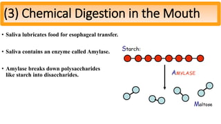 • Saliva lubricates food for esophageal transfer.
• Saliva contains an enzyme called Amylase.
• Amylase breaks down polysaccharides
like starch into disaccharides.
(3) Chemical Digestion in the Mouth
 