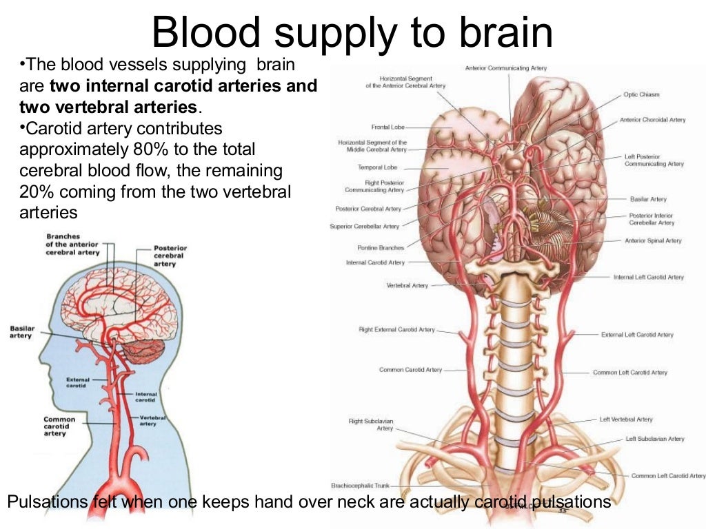 Anatomy & blood supply of Brain