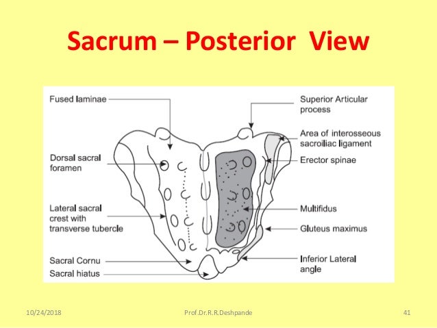 Anatomy bone pictures