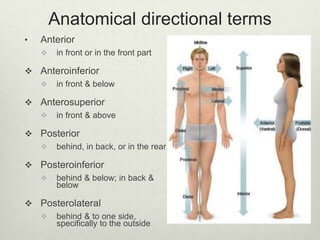 Anatomy, bones & joints | PPTX