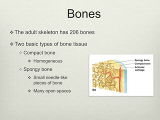 Homogeneous Compact Bone Anatomy, bones And joints | PPTX