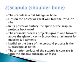  The scapula is a flat triangular bone 
 Lies on the posterior chest wall b/w the 2nd & 7th 
ribs 
 In its posterior surface the spine of the scapula 
projects back word 
 The coracoid process projects upward and forward 
above the glenoid cavity & provides attachment for 
muscles & ligaments 
 Medial to the base of the coracoid process is the 
suprascapular notch 
 The anterior surface of the scapula is concave & 
form the shallow subscapular fossa 
 