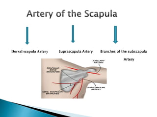 Dorsal scapula Artery Suprascapula Artery Branches of the subscapula 
Artery 
 