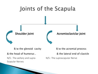 Shoulder Joint Acromioclaviclar Joint 
B/w the glenoid cavity B/w the acromial process 
& the head of humerus . & the lateral end of clavicle 
N/S : The axillary and supra- N/S : The suprascapular Nerve 
Scapular Nerves 
 