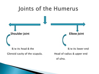 Shoulder Joint Elbow Joint 
B/w its head & the B/w its lower end 
Glenoid cavity of the scapula. Head of radius & upper end 
of ulna. 
 