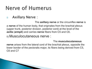 i) Axillary Nerve : 
The axillary nerve or the circumflex nerve is 
a nerve of the human body, that originates from the brachial plexus 
(upper trunk, posterior division, posterior cord) at the level of the 
axilla (armpit) and carries nerve fibers from C5 and C6. 
ii) Musculocutaneous nerve : 
The musculocutaneous 
nerve arises from the lateral cord of the brachial plexus, opposite the 
lower border of the pectoralis major, its fibers being derived from C5, 
C6 and C7 
 
