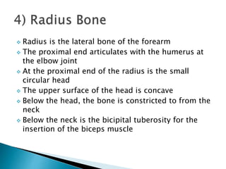  Radius is the lateral bone of the forearm 
 The proximal end articulates with the humerus at 
the elbow joint 
 At the proximal end of the radius is the small 
circular head 
 The upper surface of the head is concave 
 Below the head, the bone is constricted to from the 
neck 
 Below the neck is the bicipital tuberosity for the 
insertion of the biceps muscle 
 
