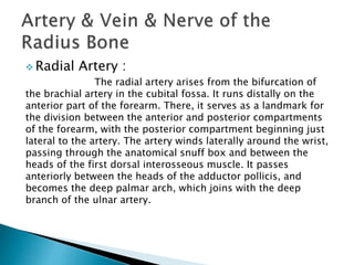  Radial Artery : 
The radial artery arises from the bifurcation of 
the brachial artery in the cubital fossa. It runs distally on the 
anterior part of the forearm. There, it serves as a landmark for 
the division between the anterior and posterior compartments 
of the forearm, with the posterior compartment beginning just 
lateral to the artery. The artery winds laterally around the wrist, 
passing through the anatomical snuff box and between the 
heads of the first dorsal interosseous muscle. It passes 
anteriorly between the heads of the adductor pollicis, and 
becomes the deep palmar arch, which joins with the deep 
branch of the ulnar artery. 
 
